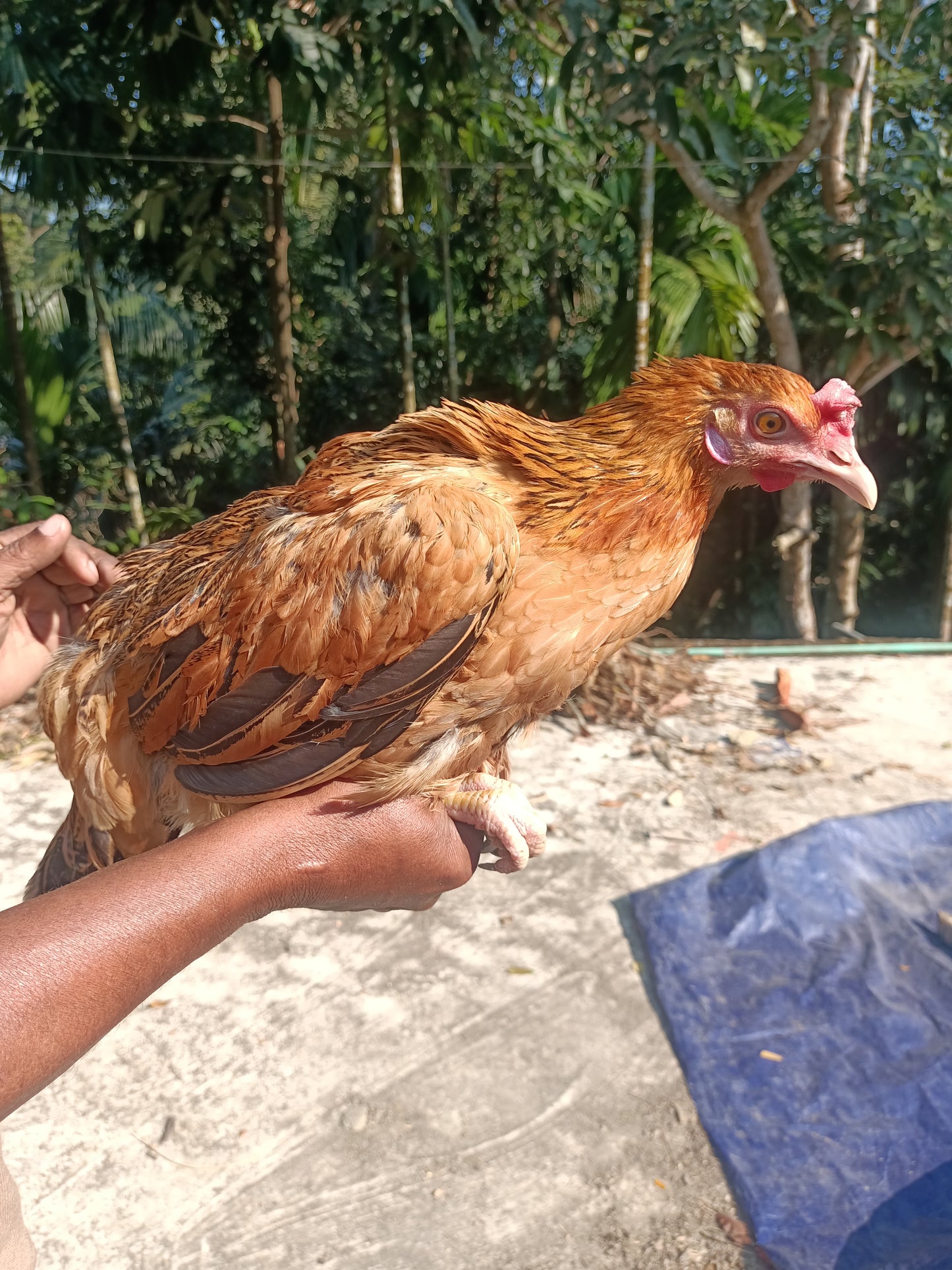 গ্রামের দেশি মুরগি